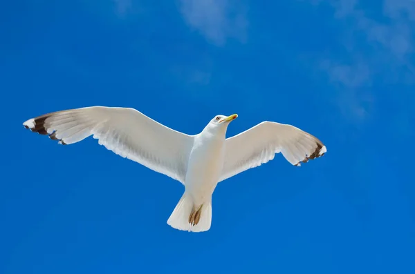 Eine Große Möwe Fliegt Gegen Einen Blauen Himmel Seevögel Hautnah — Stockfoto