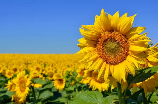 Yellow Sunflowers Grow Field Agricultural Crops — Stock Photo, Image