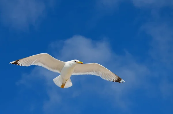 Eine Große Möwe Fliegt Gegen Einen Blauen Himmel Seevögel Hautnah — Stockfoto