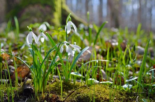 First Snowdrops Forest Spring Young Snowdrops Blooming Spring Forest — Stock Photo, Image