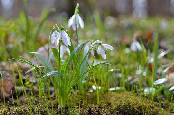 First Snowdrops Forest Spring Young Snowdrops Blooming Spring Forest — Stock Photo, Image