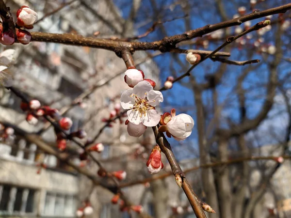 Vita Blommor Grenar Trã Ren Våren Staden — Stockfoto