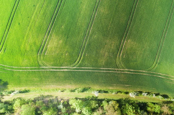 Vista aérea de culturas de primavera verdes em terras agrícolas — Fotografia de Stock