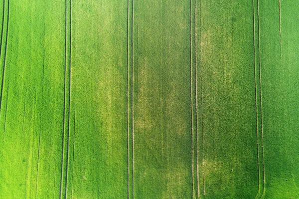 Vista aérea de los cultivos jóvenes de primavera en un campo —  Fotos de Stock
