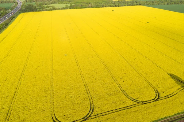 Canola amarela colorida ou colza em um campo — Fotografia de Stock