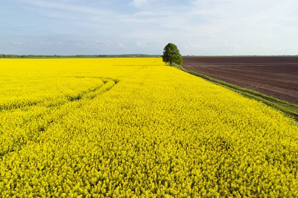 Colorido colza amarela em um campo de fazenda — Fotografia de Stock