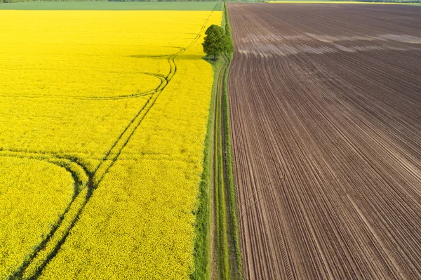 Paisagem agrícola colorida com estupro amarelo — Fotografia de Stock