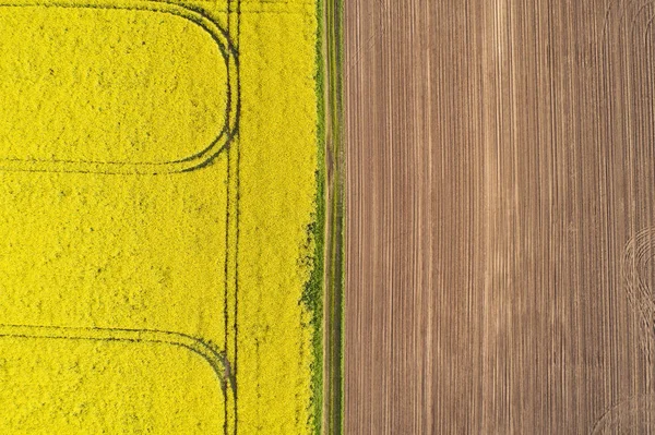 Vista aérea de estupro crescendo em um campo de fazenda — Fotografia de Stock