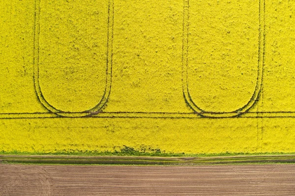 Campo agrícola com uma colheita de primavera de colza — Fotografia de Stock