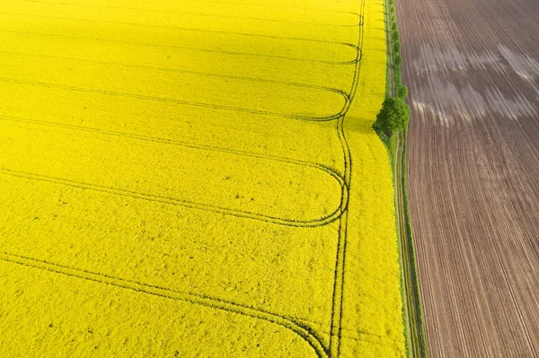 Cultivo de primavera de colza amarela colorida em um campo — Fotografia de Stock