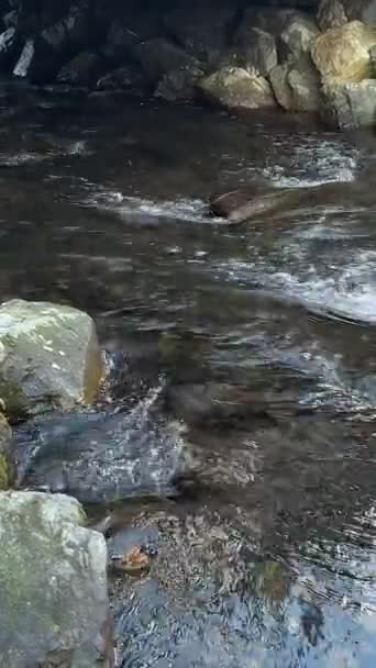 アラスカの川でのサーモン — ストック動画