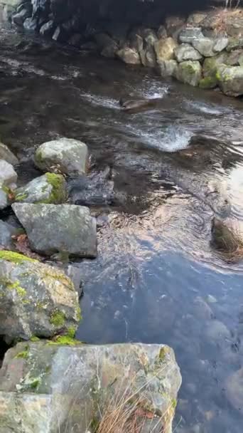 Saumon Dans Ruisseau Alaska — Video