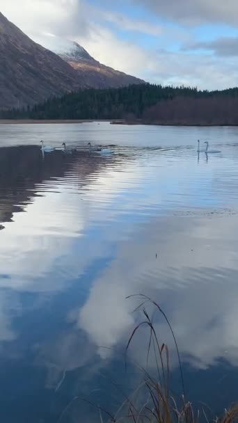 Swans Alaska Lake — Stock Video