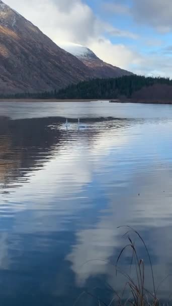 Svanar Alaska Vid Sjö — Stockvideo