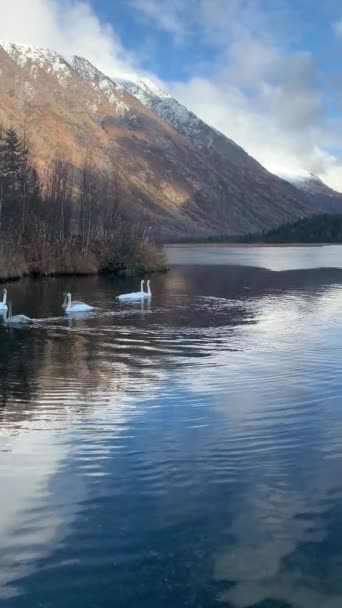 Cisnes Alaska Lago — Vídeos de Stock