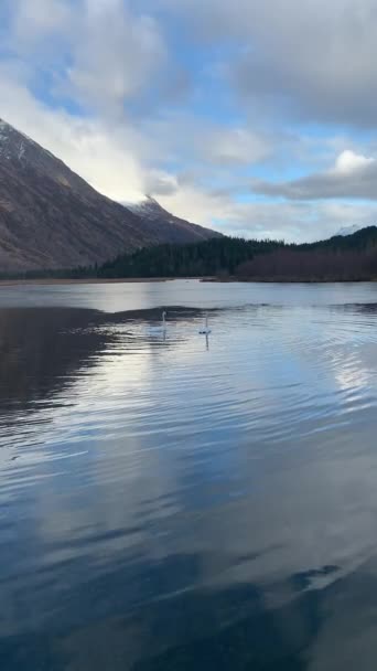 Cisnes Alaska Lago — Vídeo de stock