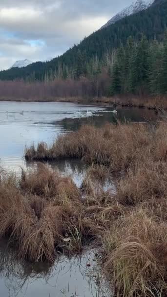 Cisnes Alasca Lago — Vídeo de Stock