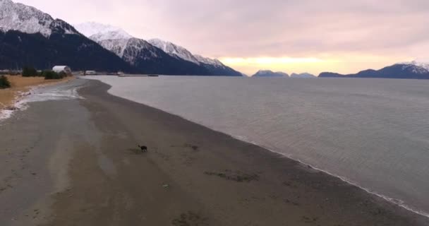 Perro Jugando Una Playa Alaska — Vídeos de Stock