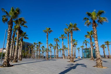 Yeşil palmiye ağaçları, mavi arka plan, gökyüzünün, Barcelona sokak