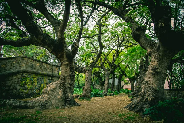 Magic place with old trees in ancient garden