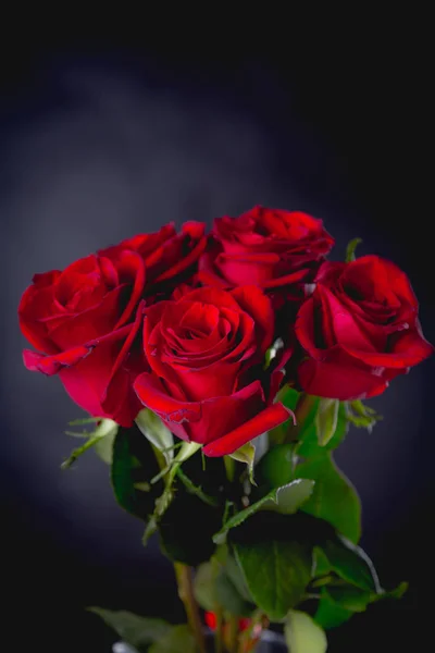 Красивые валентинки розы на темном фоне — стоковое фото