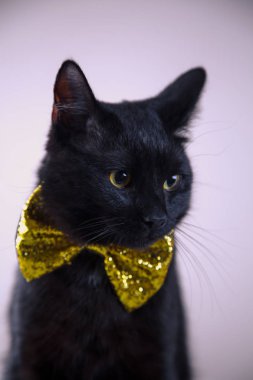 Papyon parlak zemin üzerine ile sevimli siyah kedi