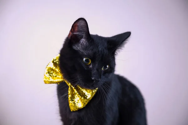 Söt svart katt med bow-tie på ljus bakgrund — Stockfoto