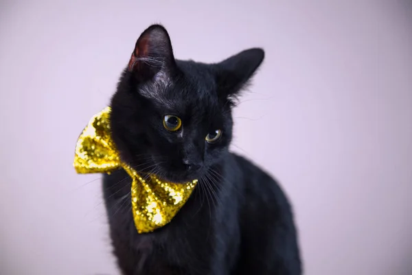 Söt svart katt med bow-tie på ljus bakgrund — Stockfoto