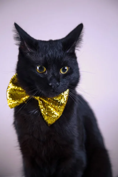 Lindo gato negro con pajarita sobre fondo brillante — Foto de Stock