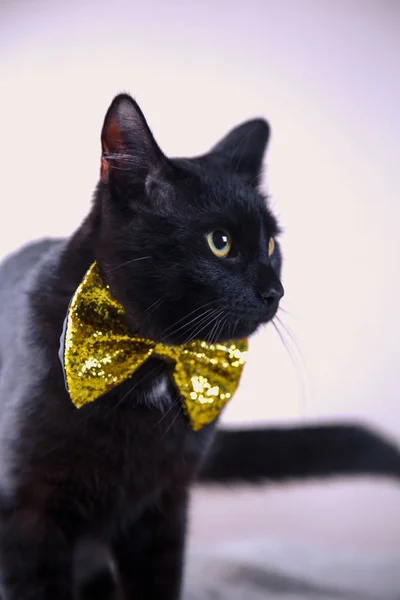 Söt svart katt med bow-tie på ljus bakgrund — Stockfoto