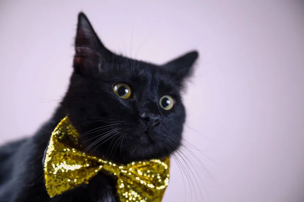 Lindo gato negro con pajarita sobre fondo brillante — Foto de Stock