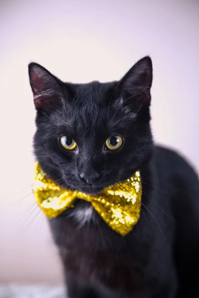 Lindo gato negro con pajarita sobre fondo brillante — Foto de Stock