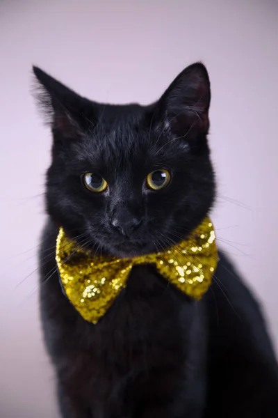 Lindo gato negro con pajarita sobre fondo brillante — Foto de Stock