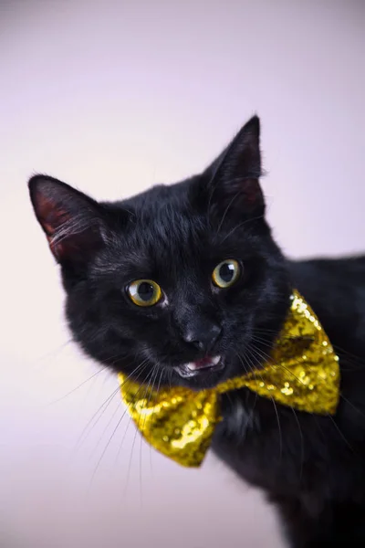 Lindo gato negro con pajarita sobre fondo brillante —  Fotos de Stock