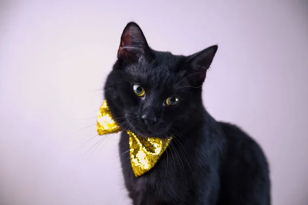 Söt svart katt med bow-tie på ljus bakgrund — Stockfoto