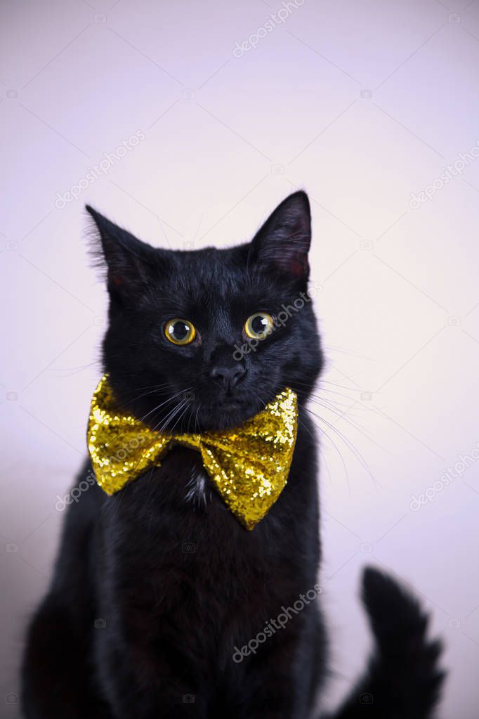 Cute black cat with bow-tie on bright background