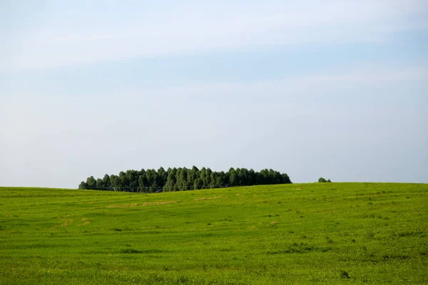 Prachtige Poolse landschap met bos en groen grasveld — Stockfoto