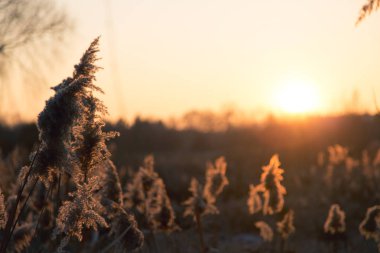 Sonbahar tahıl ve ot sıcak tonlarda gün batımında