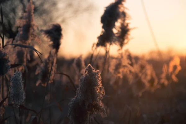 Cereales de otoño y hierba al atardecer en tonos cálidos —  Fotos de Stock