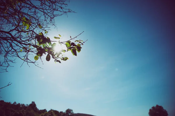 Vintage scena cielo blu con foglie verdi su albero, sbiadito backgrou — Foto Stock