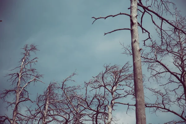 Dead trees, dramatic vintage background — Stock Photo, Image