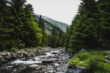 Karpatlar Romanya, yaz seyahat Europe concep peyzaj