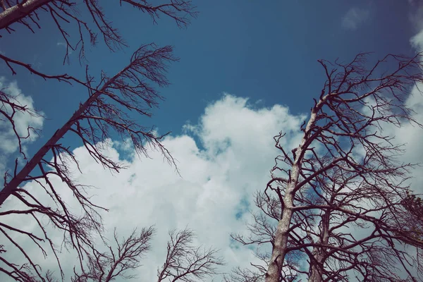 Dead trees, dramatic vintage background — Stock Photo, Image