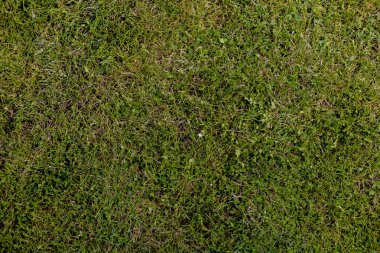 Yeşil çimen doğal arkaplan