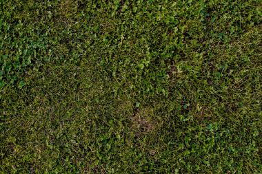 Yeşil çimen doğal arkaplan