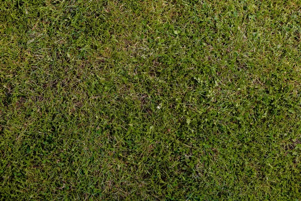Yeşil çimen doğal arkaplan