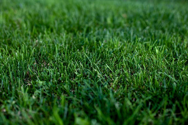 Erba verde sfondo naturale — Foto Stock