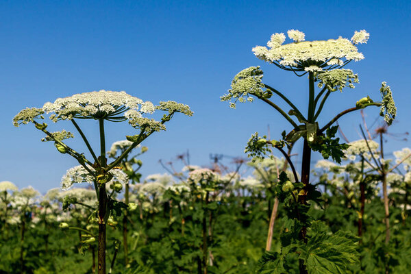 two flowering plants cow parsnip Sosnowski behind a lot of flowers and the sky