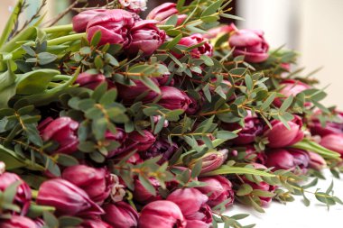 okaliptüs yapraklarında mor laleler