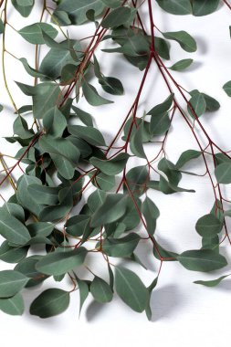 Yeşil gümüş okaliptüs dalı beyaz ahşap arka planda yatar. Bir sürü yaprak. Yukarıdan görünüm